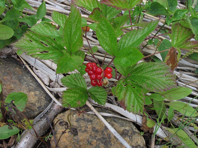 IMG_8375.JPG