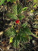 IMG_4377