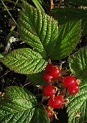 IMG_4379b
