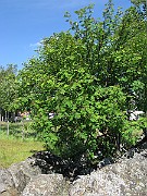 IMG_7037