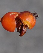 IMG_0733