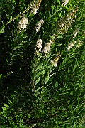 IMG_3326