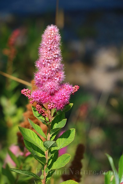 IMG_6630.JPG