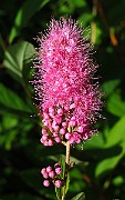 IMG_3313