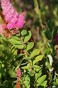 IMG_6631