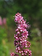 IMG_7849