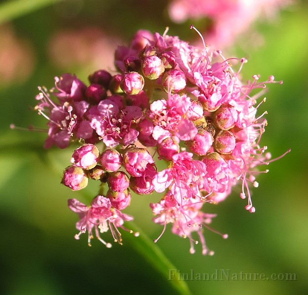 IMG_1579.JPG -                                