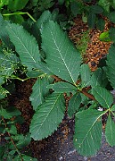 IMG_3518