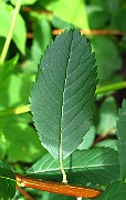 IMG_3519