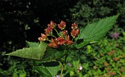 Physocarpus opulifolius