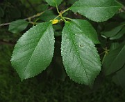 Prunus avium