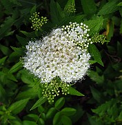 Spiraea japonica var albiflora
