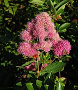 Spiraea x macrothyrsa