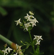 IMG_3617