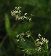 IMG_3618