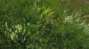 IMG_7377