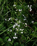IMG_1651