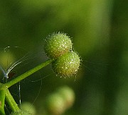 IMG_6116