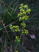 IMG_0775