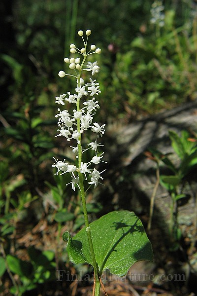 Maianthemum_bifolium2.jpg
