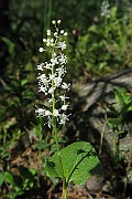 Maianthemum_bifolium2