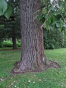 IMG_0416