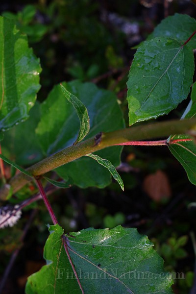IMG_7160.JPG
