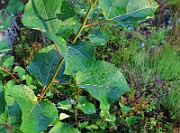 IMG_7156b