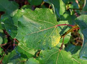 IMG_7157b
