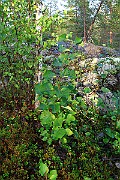 IMG_7158