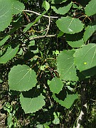 IMG_7053