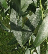 IMG_7272b