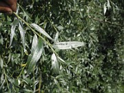IMG_8023
