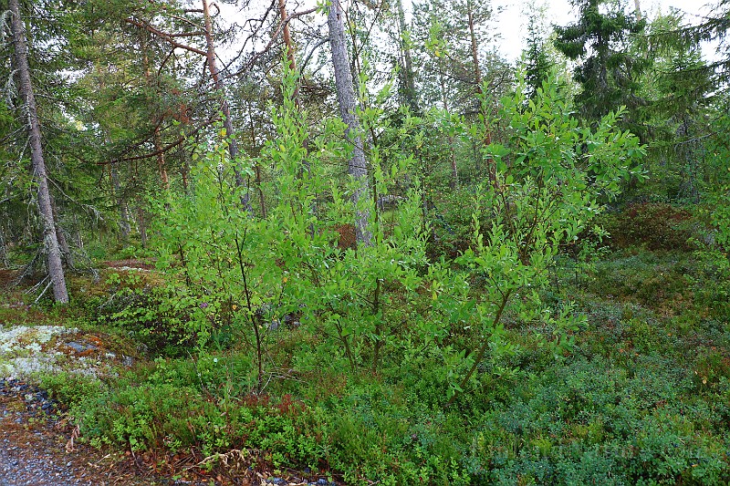 IMG_7126.JPG