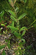 IMG_0014