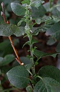 IMG_6804