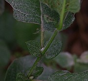 IMG_6806