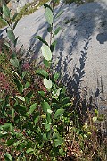 IMG_7346
