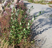 IMG_7348