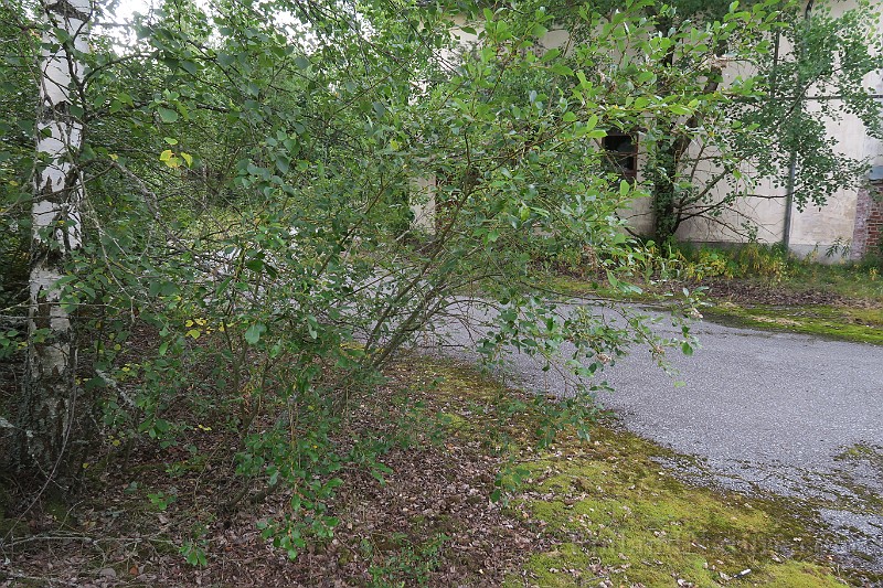 IMG_7080.JPG