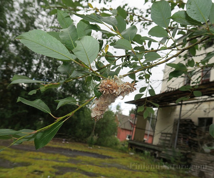 IMG_7305s.jpg