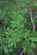 IMG_0037