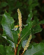 IMG_6923