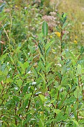 IMG_6929