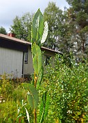 IMG_7030