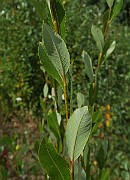 IMG_7035b