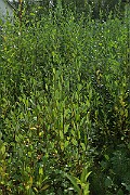 IMG_7036