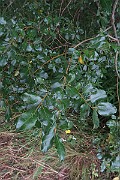 IMG_7070