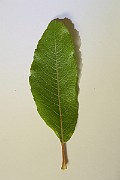 IMG_7247