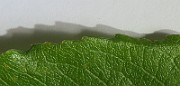 IMG_7248